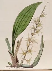 Illustration de Eria javanica (comme syn. Eria stellata)
